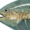 THUNNUS ALBACARES by Nychos for PangeaSeed