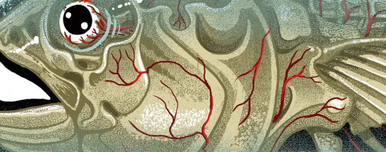 THUNNUS ALBACARES print Nychos PangeaSeed