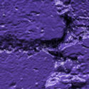 BLACK BLK 4155 ROYAL PURPLE